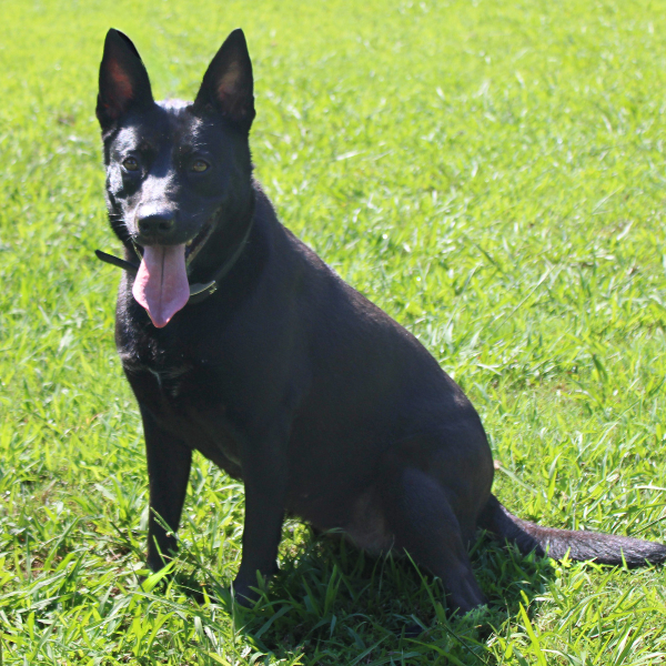 K9 sitting in grass field