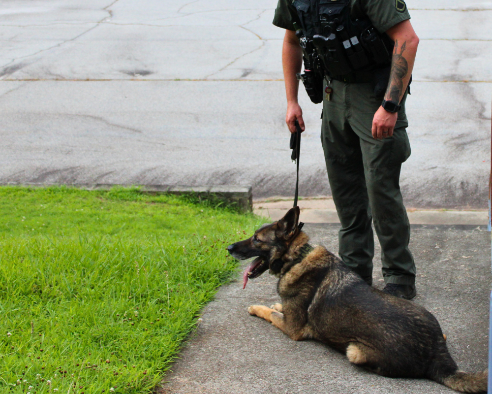 German Shepherd laying down on a sidewalk with his handler standing next to him