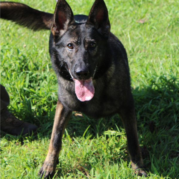 German Shepherd working dog ready to work