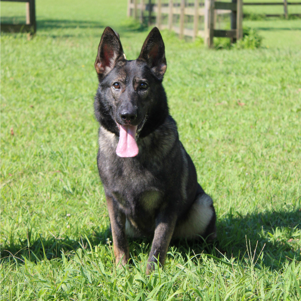 German Shepherd sitting in a grass field