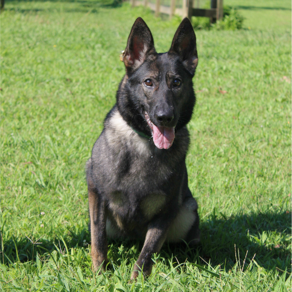 German shepherd working dog sitting in grass field