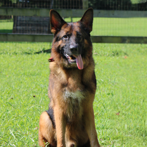working german shepherd sitting in a field