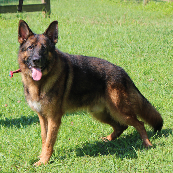 side profile of long-haired german shepherd
