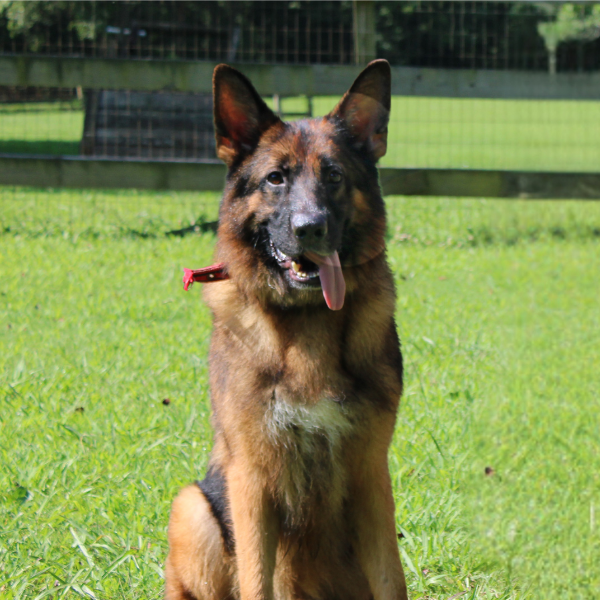 long haired german shepherd sitting in a grass field looking at the camera