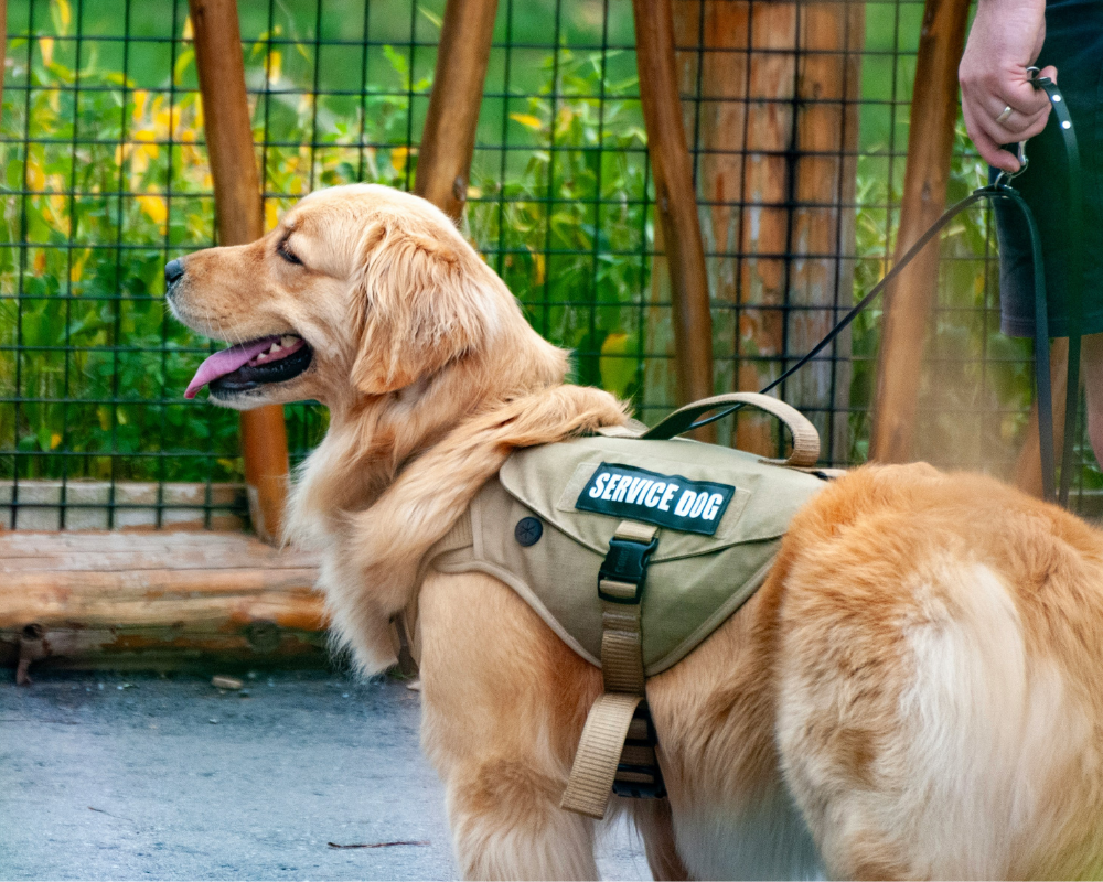 golden retriever service dog