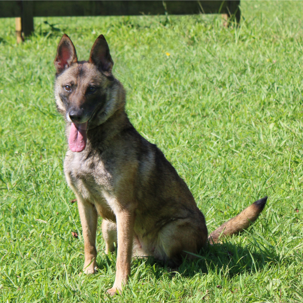 working belgian malinois working in a field