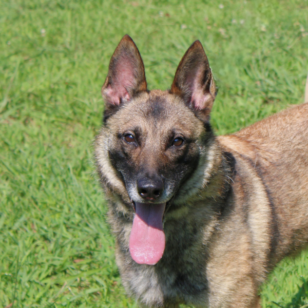 Belgian malinois close up in a grassy field