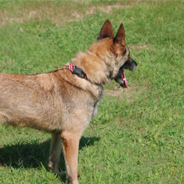 K9 Shewa side profile in grassy field