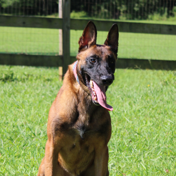 Belgian Malinois sitting in a grass field