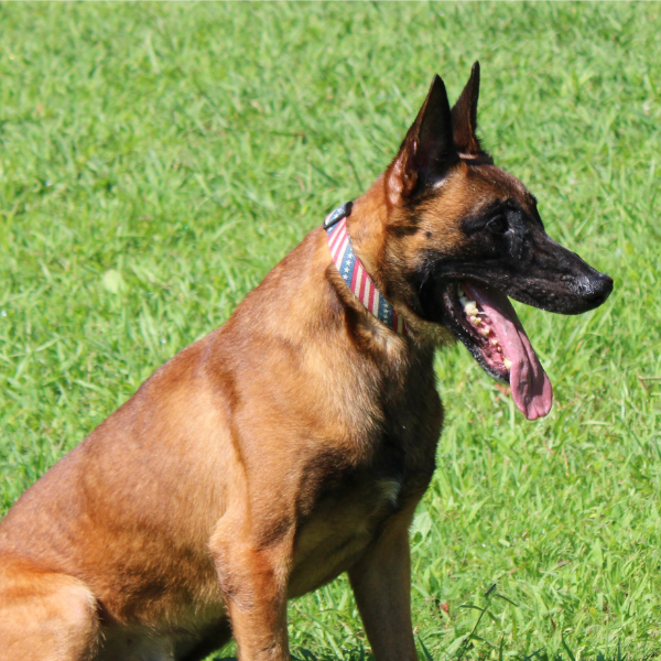 Belgian Malinois side profile