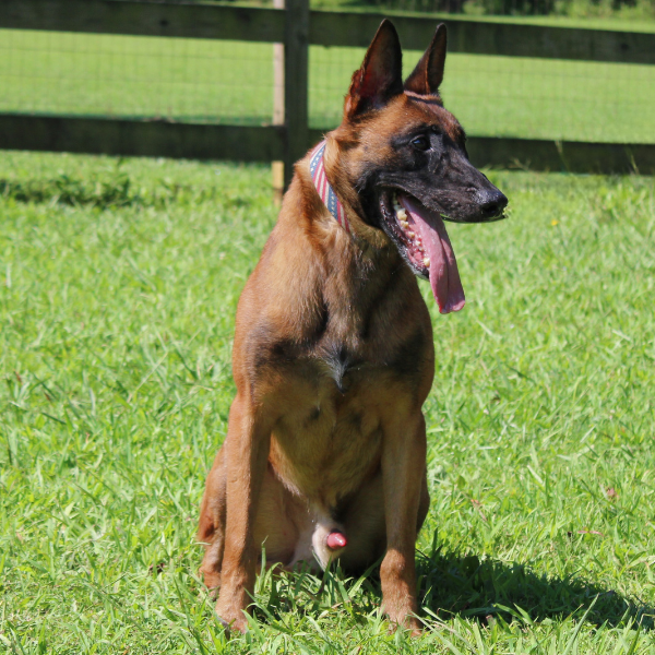 Belgian Malinois working dog