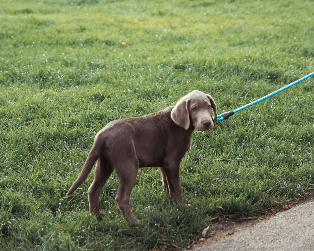 puppy standing with a leash on
