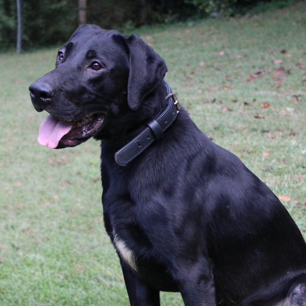 George Single Purpose Dog for Sale