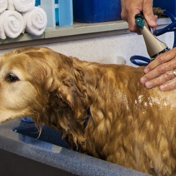 Dog Bath and Grooming
