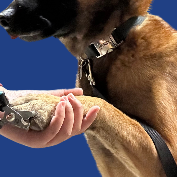 Dog Getting Nail Clipped