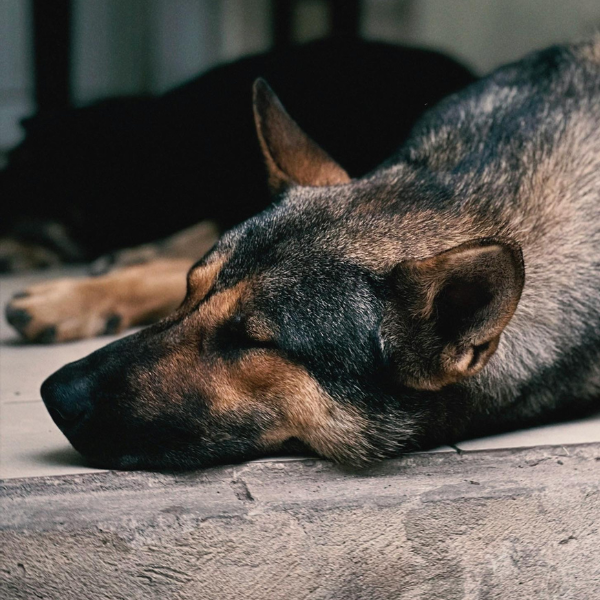 Dog Sleeping on the Floor