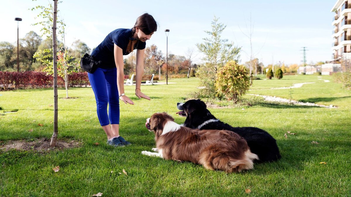 Advanced Dog Handling Courses