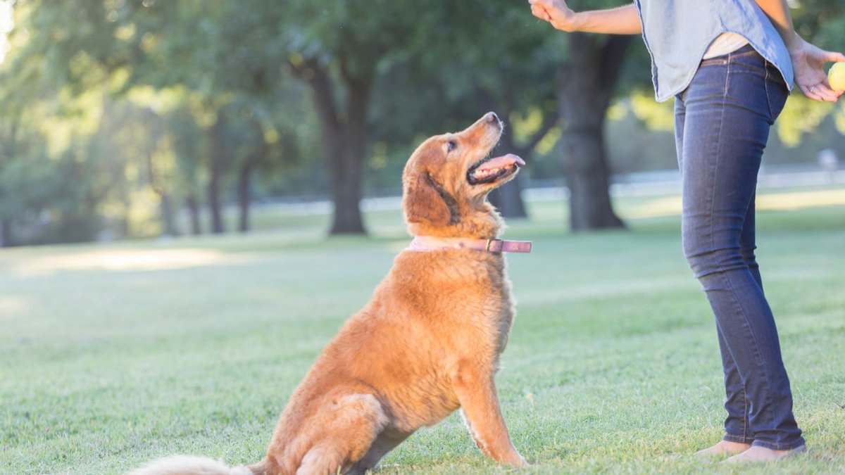 Basic Obedience Training Course Length