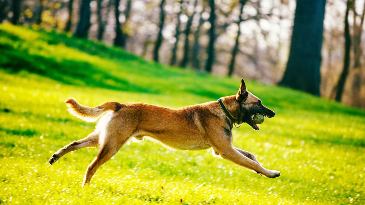 Benefits of Using Single-Purpose Dogs