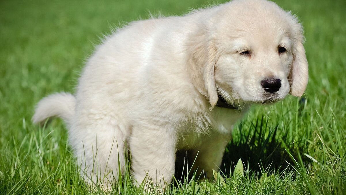 Choose a Designated Potty Spot