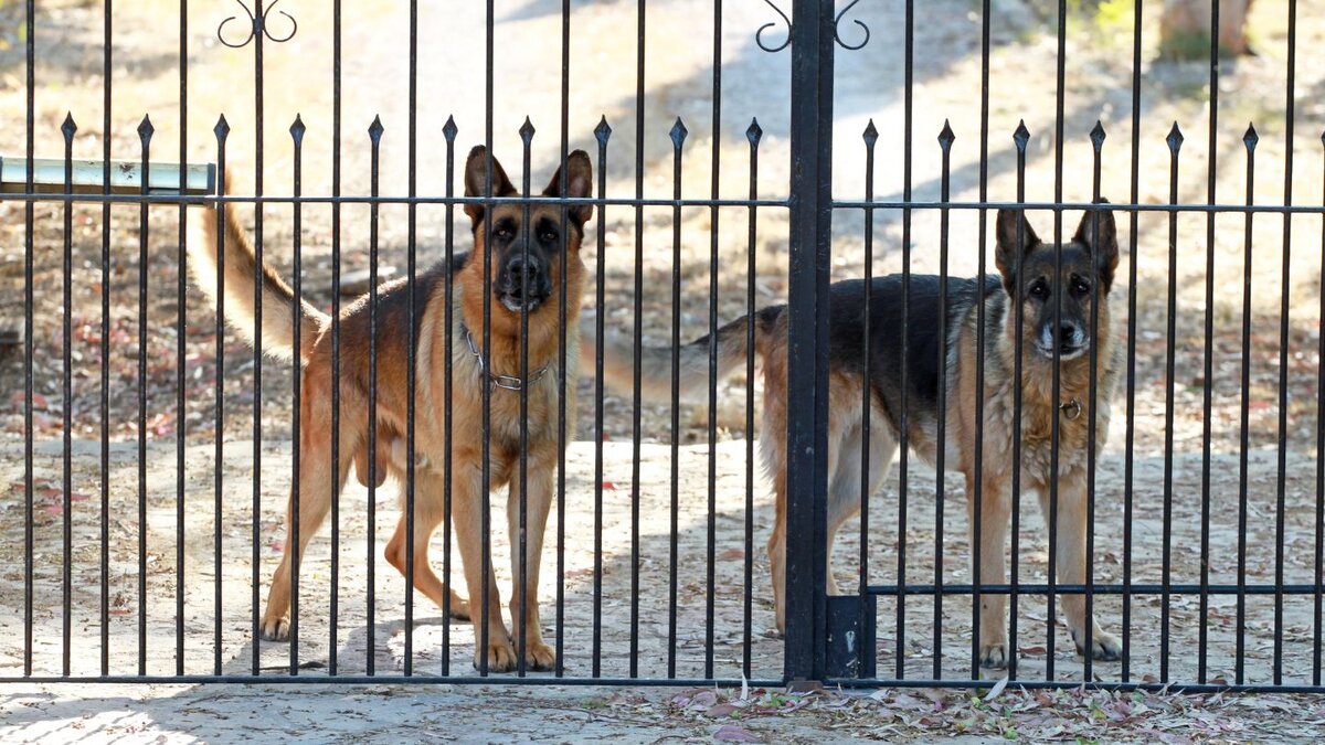 Choosing Between Single and Dual Purpose Canines