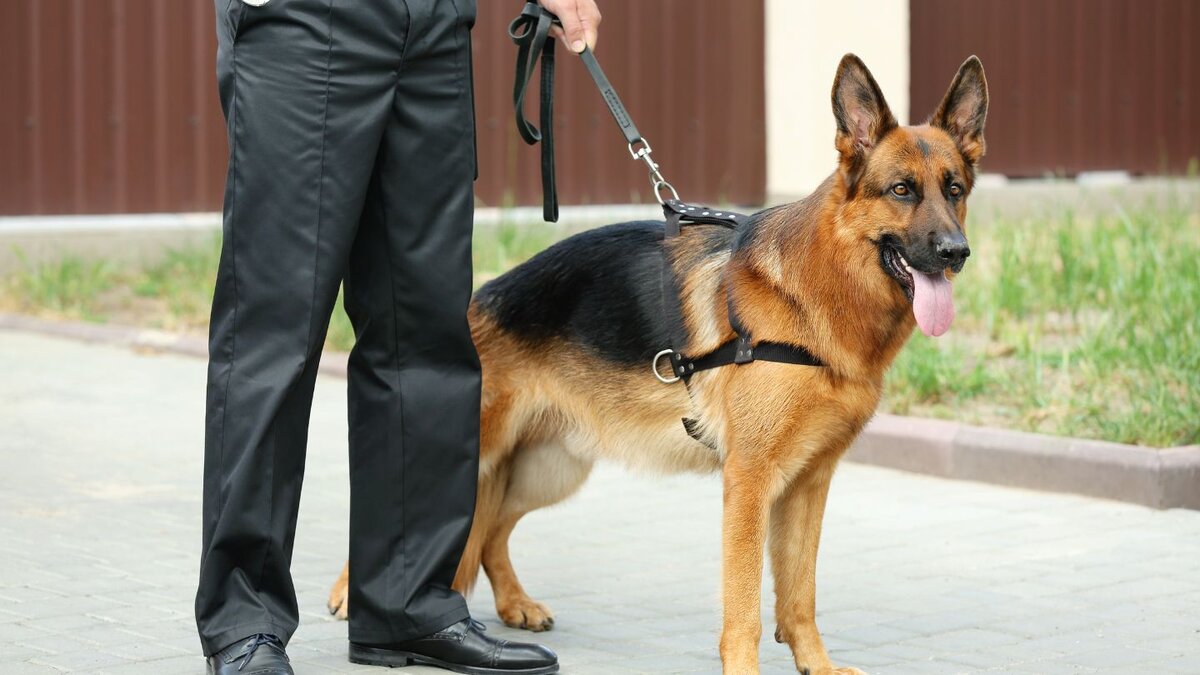 Common Breeds Used as Single-Purpose Canines