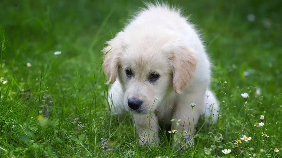 Crate Training for Potty Training