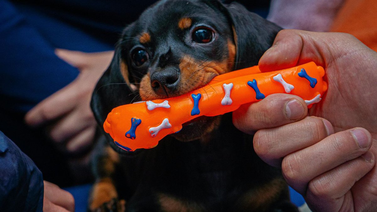 Frequency of Potty Breaks for Young Puppies