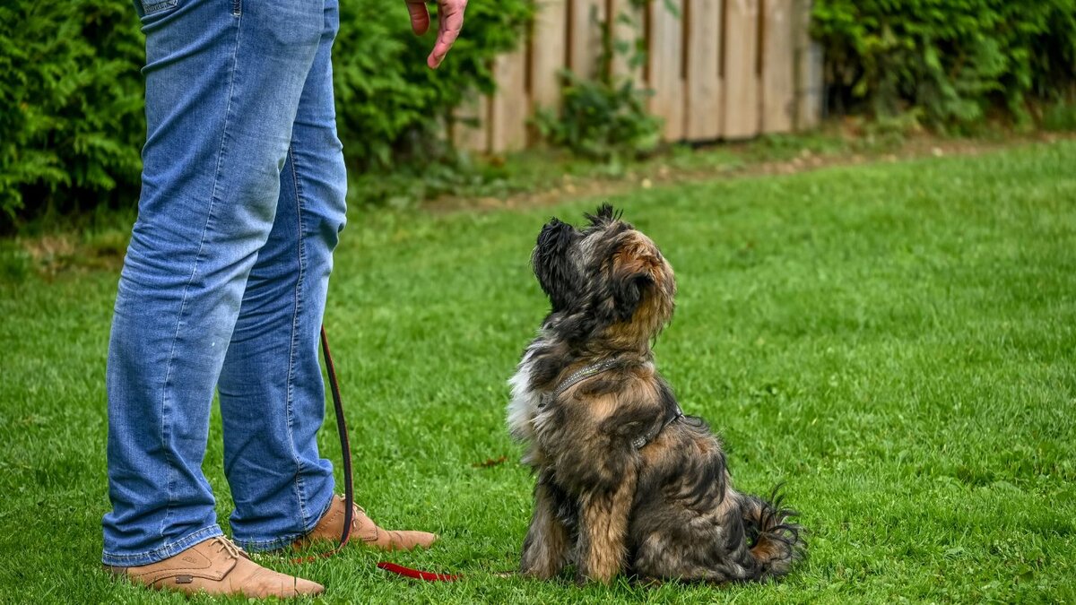 How Long Does it Take to Fully Potty Train a Puppy?