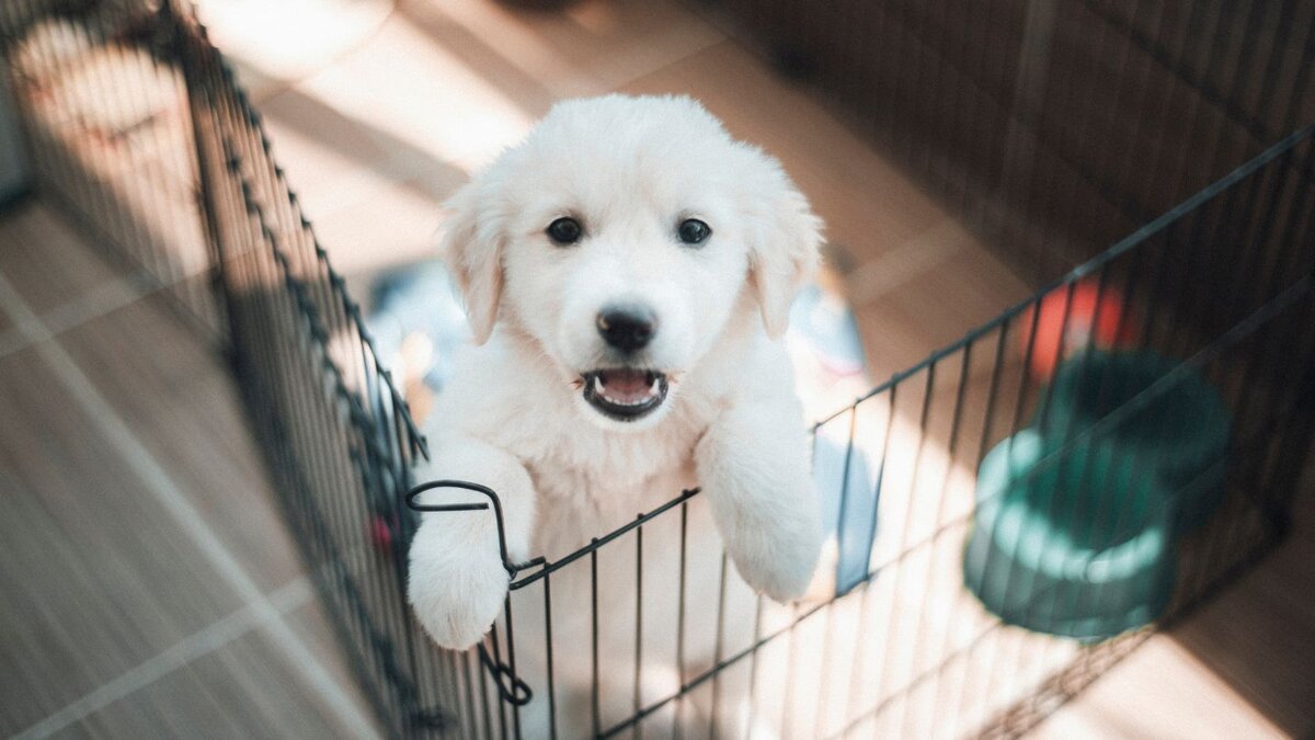 Price Comparison