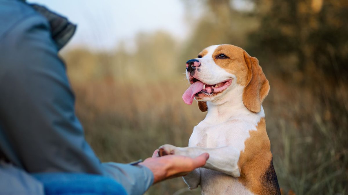 Tracking Your Pup's Progress