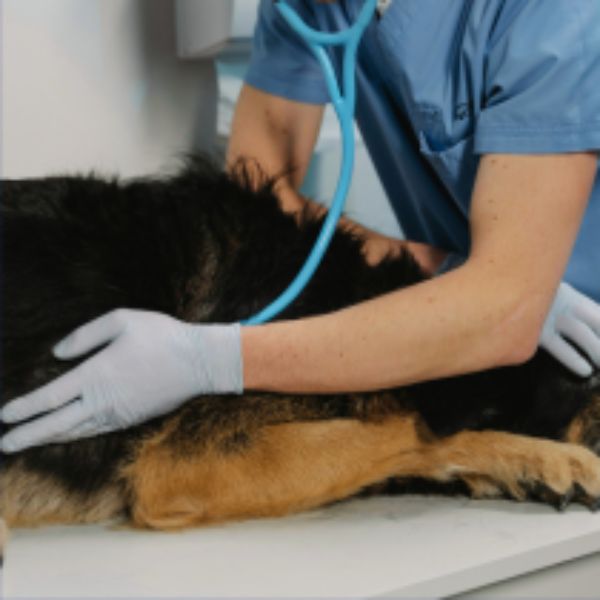 Kennel Technician Course