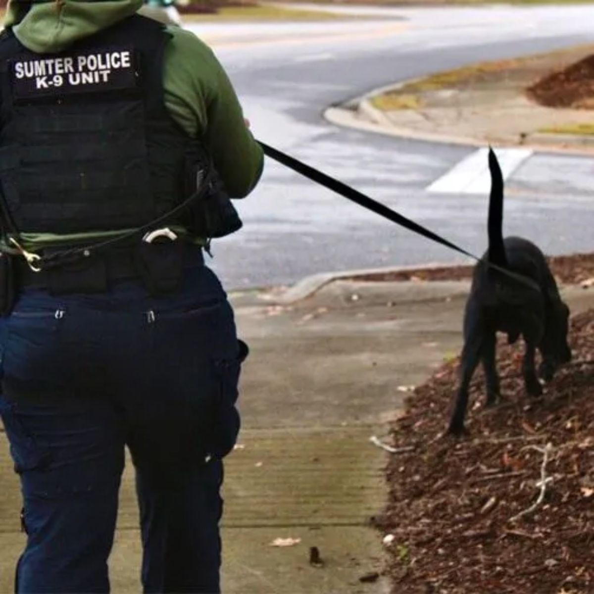 Female k9 handler tracking with lab