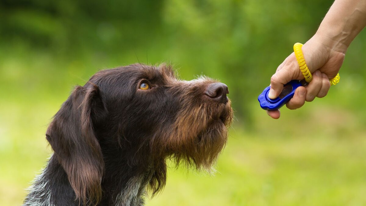 How Does Clicker Training Work in Practice?