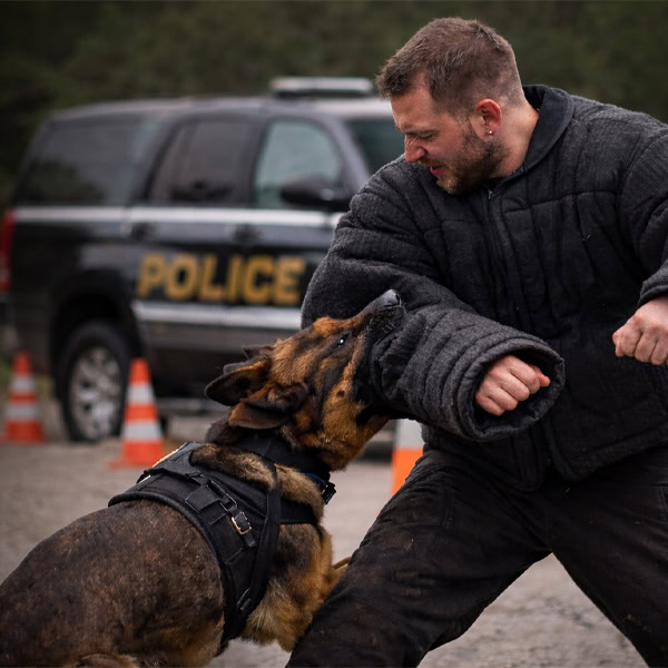 Belgian Malinois tracking near the street and a sign with a handler in a black vest.
