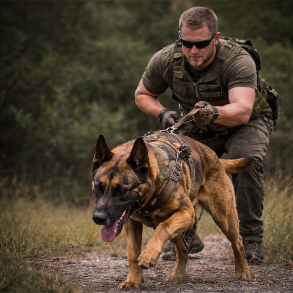 Search and rescue training with a handler and tracking dog in outdoor terrain.