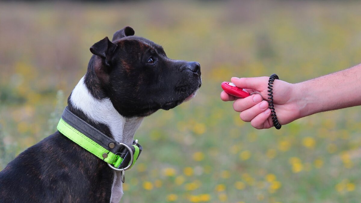 Why Is Clicker Training So Effective? Core Advantages