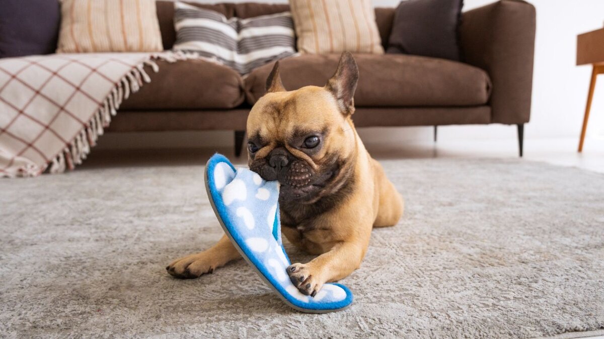 Why Adolescent Puppies Feel “Out Of Control