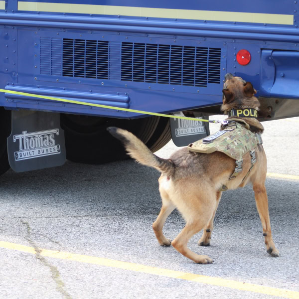 Detection dogs
