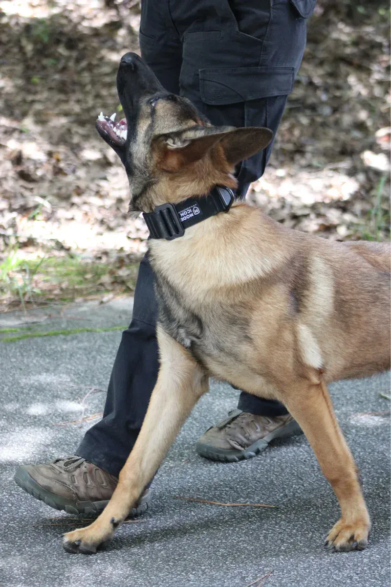 German Shepherd in training with handler outdoors, obedience training.