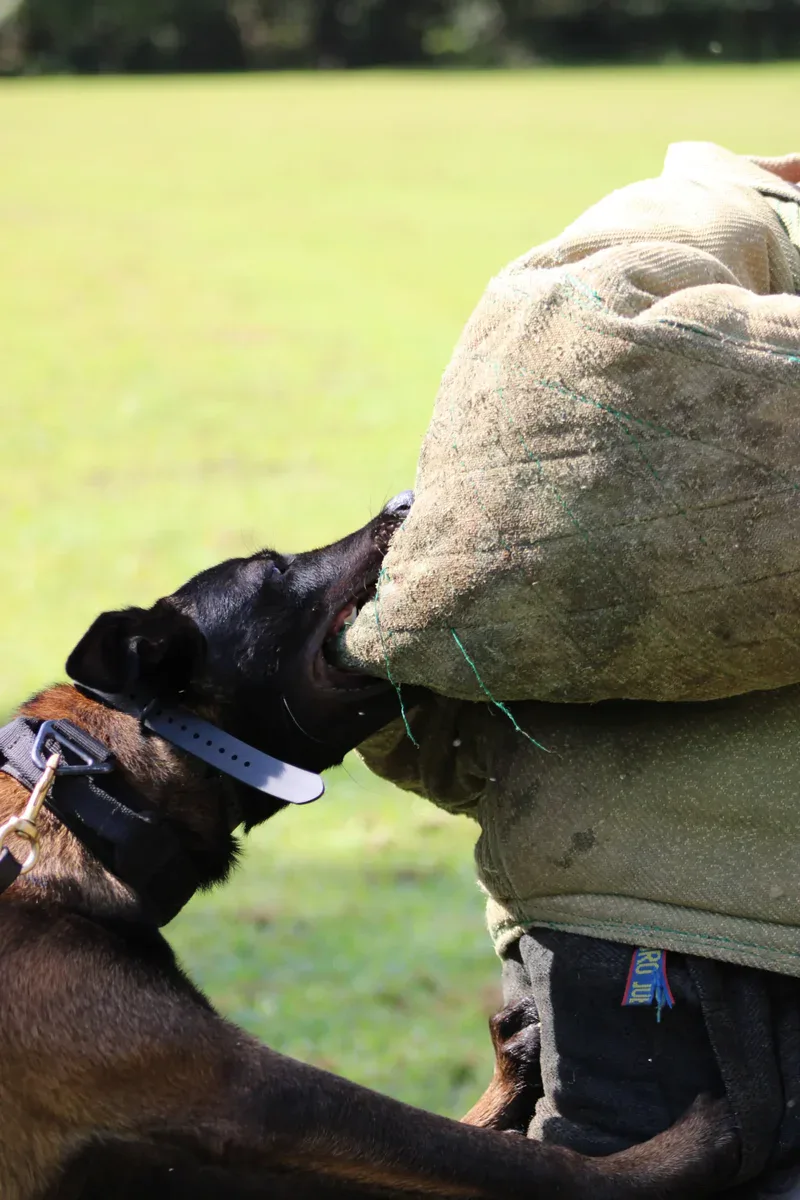 Protection training session with a Belgian Malinois dog biting a padded sleeve.