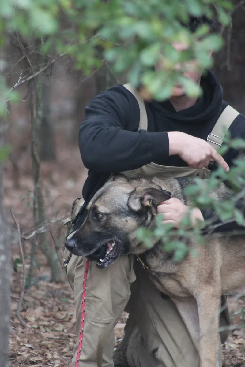 Active service dog training in outdoor environments.