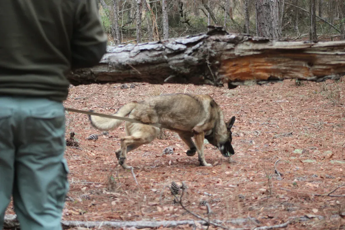Search and rescue dog tracking in wooded terrain during training.