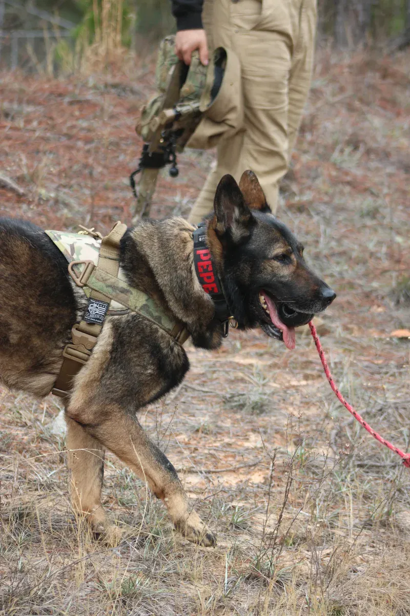 Rescue dog with harness and handler in outdoor training exercise.