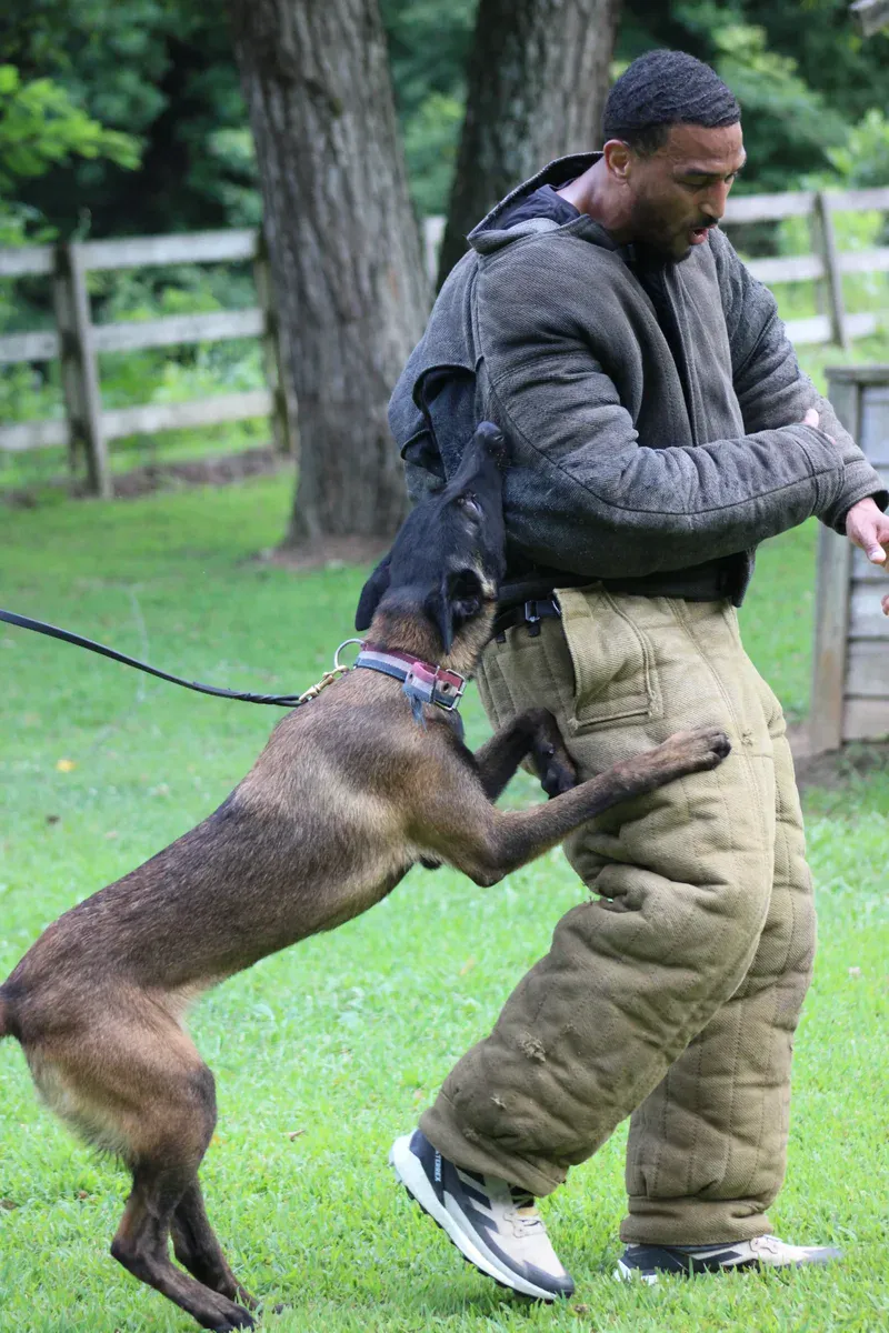 Dog training with protective gear and professional trainer in outdoor setting.