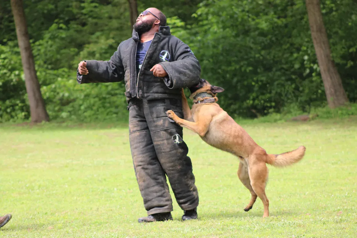 Active Belgian Malinois dog training session outdoors.