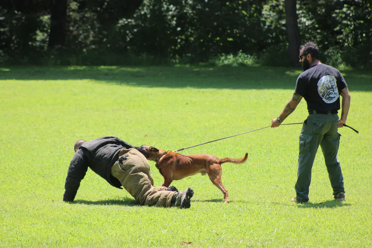 Training session with a working dog on a grassy field, demonstrating obedience and control.