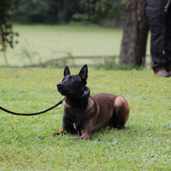 German Shepherd Police Dog German Shepherd police dog lying on grass during training session.