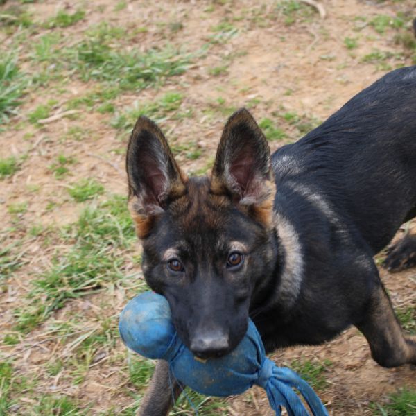 German Shepherd Puppy with Toy German Shepherd puppy holding a blue toy in mouth outdoors.