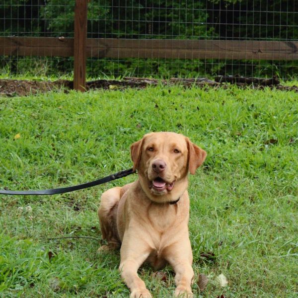 Golden Retriever puppy sitting on grass at a dog training facility. Golden Retriever puppy sitting on grass with a leash in a training yard.